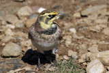 IMG_2694a Horned Lark .jpg