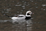 IMG_6748a Long-tailed Duck.jpg