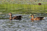 IMG_7298a American Black Duck.jpg