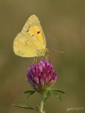 Oranje luzernevlinder/Colias croceus