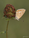 Icarusblauwtje/Polyommatus icarus