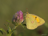 Oranje luzernevlinder/Colias croceus
