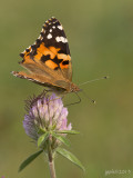 Distelvlinder/Vanessa cardui
