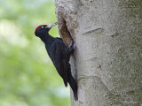 Zwarte specht/Black woodpecker