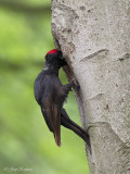 Zwarte specht/Black woodpecker