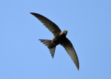 Common Swift (Apus apus) - tornseglare