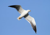 Lesser Black-backed Gull - Baltic Gull (Larus f. fuscus) - Silltrut