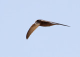 Pallid Swift (Apus pallidus) - blek tornseglare