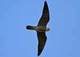 Eurasian Hobby (Falco subbuteo ) - lärkfalk