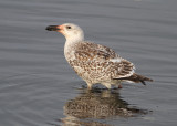 Great Black-backed Gull (Larus marinus) - havstrut