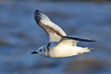 Black-legged Kittiwake (Rissa tridactyla) - tretåig mås