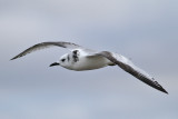 Black-legged Kittiwake (Rissa tridactyla) - tretåig mås