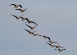 Bean Goose (Anser fabalis) - sädgås