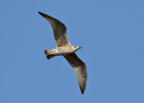 Herring Gull (Larus argentatus) - gråtrut