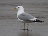 Common Gull (Larus canus) - fiskmås