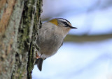 Firecrest (Regulus ignicapilla) - brandkronad kungsfågel