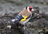 European Goldfinch (Carduelis carduelis) - steglits