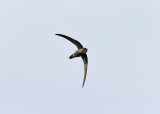 Pacific Swift (Apus pacificus) - orientseglare