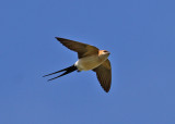 Red-Rumped Swallow (Cecropsis daurica)