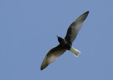 White-winged Tern (Chlidonias leucopterus) - vitvingad tärna
