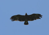 Greater Spotted Eagle (Clanga clanga) - Större Skrikörn