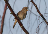 Thrush Nightingale (Luscina luscinia)- näktergal