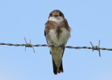 Sand Martin (Riparia riparia) - Backsvala