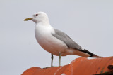 Common Gull (Larus canus) - fiskmås