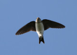 House-Martin (Delichon urbica) - hussvala