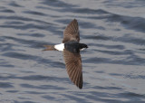 House-Martin (Delichon urbica) - hussvala