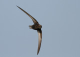 Common Swift (Apus apus) - tornseglare