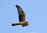 Montagu's Harrier (Circus pygargus) - ängshök