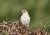 Northern Wheatear (Oenanthe oenanthe) - stenskvätta