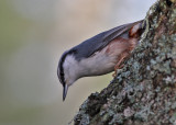 Eurasian Nuthatch (Sitta europaea) - nötväcka