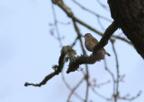 Red-flanked Bluetail (Tarsiger cyanurus) -tajgablåstjärt