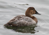 Canvasback (Aythya valisineria) - svartnäbbad brunand