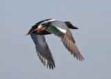 Northern Shoveler (Anas clypeata) - skedand
