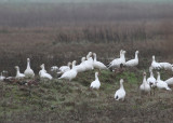 Ross's Goose (Anser rosssii) - dvärgsnögås