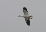 Ross's Goose (Anser rosssii) - dvärgsnögås