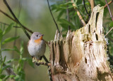 Red-breasted Flycatcher (Ficedula parva) - mindre flugsnappare