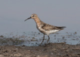 Curlew Sandpiper (Calidris ferruginea) - spovsnäppa