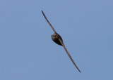 Common Swift (Apus apus) - tornseglare