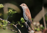 Red-backed Shrike (Lanius collurio) - törnskata