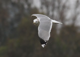 California Gull (Larus californicus) - prärietrut