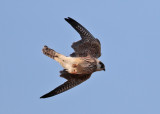 Red-footed Falcon (Falco vespertinus) - aftonfalk
