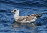 Western Gull (Larus occidentalis) - västtrut
