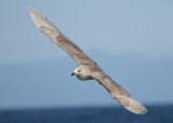 Glaucous-winged Gull (Larus glaucescens) - gråvingad trut