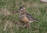 Dottrel (Charadrius morinellus) - fjällpipare
