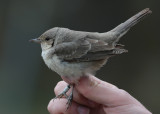 Barred Warbler (Sylvia nisoria) - höksångare