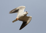 Black-shouldered Kite (Elanus caeruleus) - svartvingad glada